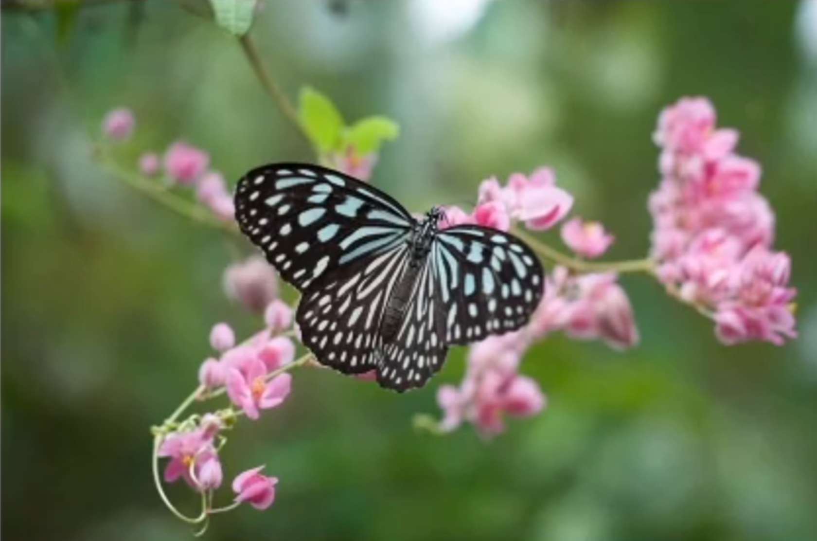 Vlinder en bijen op bloemen